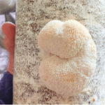Lion’s Mane mushroom with shaggy white spines growing from a block
