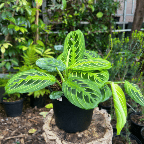 Maranta leuconeura ‘Lemon & Lime’ with vivid chartreuse veining on deep green leaves, ideal for bright indoor spaces