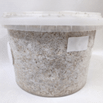 mushroom grow kit bucket filled with colonised substrate
