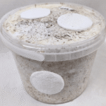 mushroom grow kit bucket filled with colonised substrate