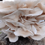 mushroom grow kit with colonised substrate for Pearl Oysters