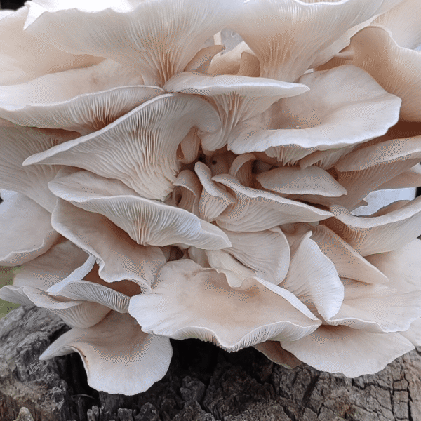 mushroom grow kit with colonised substrate for Pearl Oysters