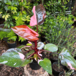 Philodendron ‘Pink Princess’ with dark burgundy leaves and vibrant pink variegation