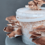Phoenix oyster mushrooms with light grey caps growing from a bucket indoors