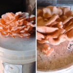 Pink oyster mushroom clusters growing from a white bucket indoors