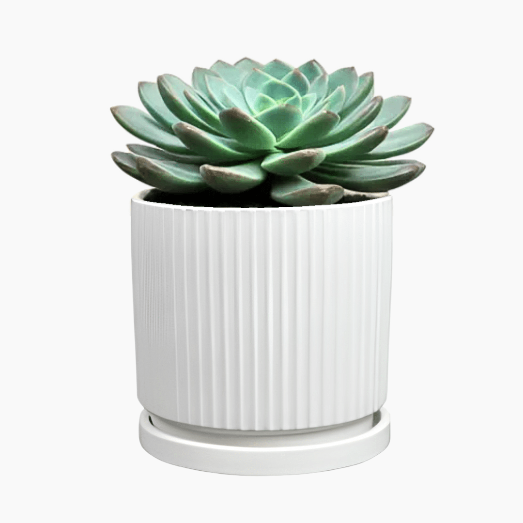 Pot and Saucer Siebe White Modern mint green and white Siebe ceramic pot and saucer, glazed finish, for indoor plants