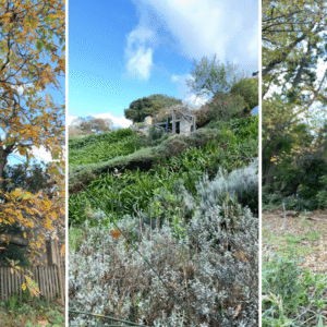 What-should-I-do-in-my-South-African-garden-during-winter-July-August