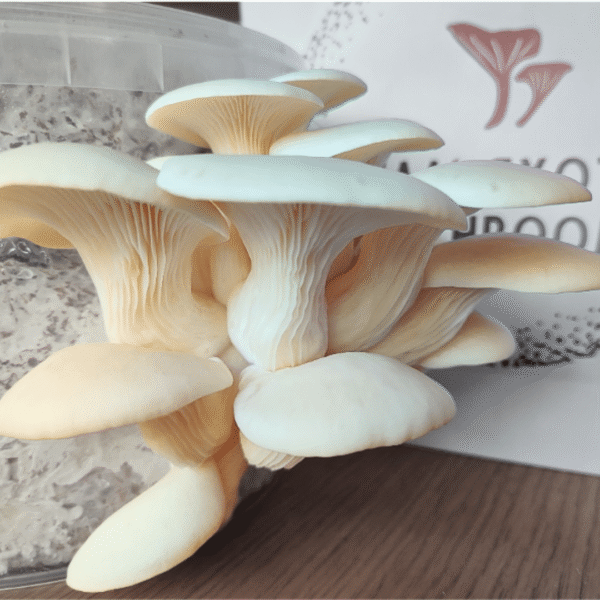 White oyster mushrooms with large white caps growing from a bucket