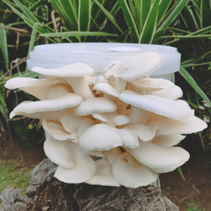 White oyster mushrooms with large white caps growing from a bucket