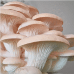 White oyster mushrooms with large white caps growing from a bucket