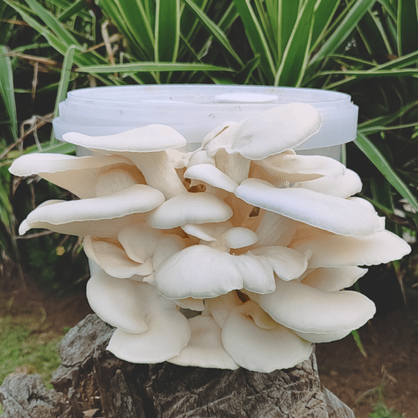 White oyster mushrooms with large white caps growing from a bucket