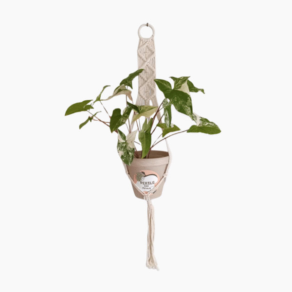 60cm Plated White Macramé Plant Hanger | Handcrafted Indoor Display | Ideal for Hanging Plants - Image 3