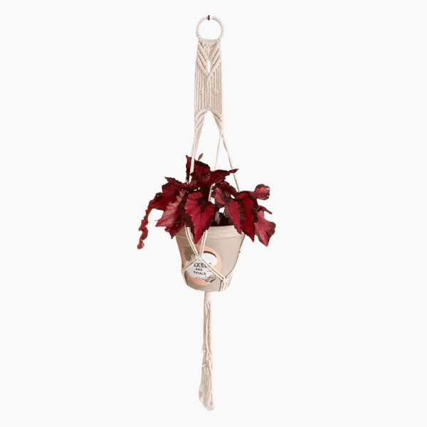 60cm Plated White Macramé Plant Hanger | Handcrafted Indoor Display | Ideal for Hanging Plants - Image 5