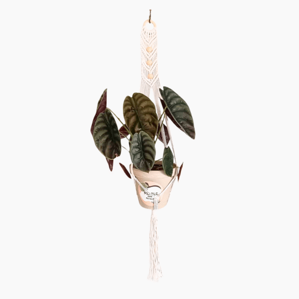 60cm Plated White Macramé Plant Hanger | Handcrafted Indoor Display | Ideal for Hanging Plants - Image 7
