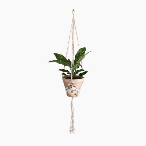 60cm Plated White Macramé Plant Hanger | Handcrafted Indoor Display | Ideal for Hanging Plants - Image 11