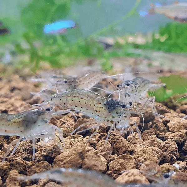 Ibaraki Hard Akadama fine 1–3mm particles, showing natural brown tones