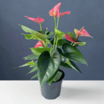 Anthurium plant with glossy green leaves and bright red, heart-shaped flowers