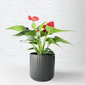 Anthurium plant with glossy green leaves and bright red, heart-shaped flowers