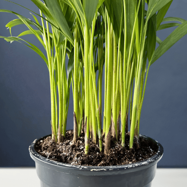 Areca Bamboo, with lush green fronds in a compact form.