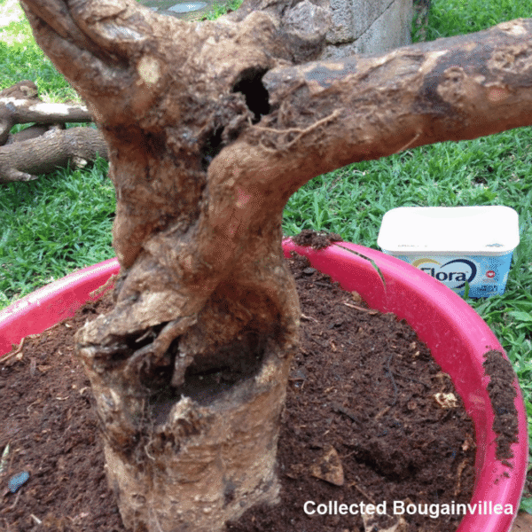 Bougainvillea before bonsaiboost