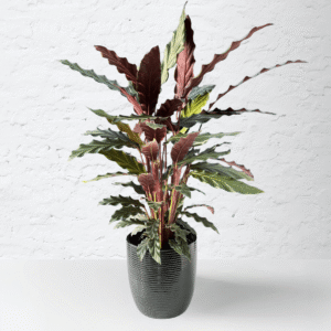 Calathea Rufibarba with velvety green leaves and purple undersides.