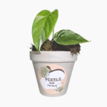 Epipremnum Pinnatum Variegated – rooted cutting in a 9cm pot with cream and green leaves.