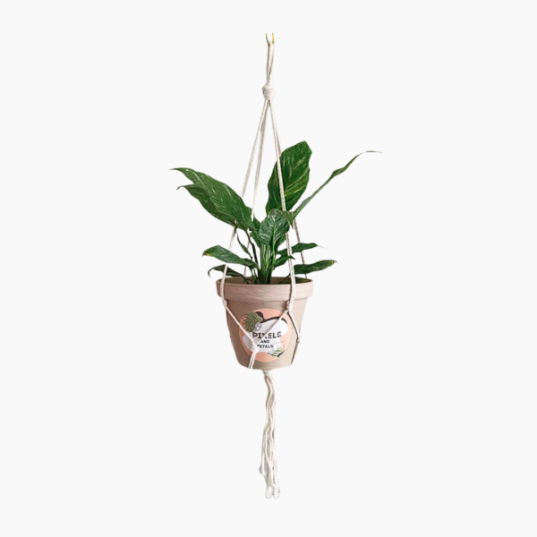1.2m Macramé Plant Hanger in black or white with plain knot design.