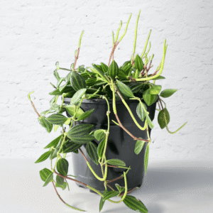 Pepperomia Angulata with trailing stems and patterned green leaves