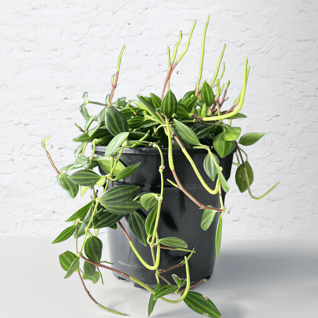 Peperomia Angulata 12cm 1 Pepperomia Angulata with trailing stems and patterned green leaves