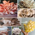 Mushroom grow kit bundle of seven different gourmet mushroom kits in buckets