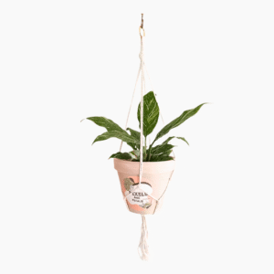 90cm white macramé plant hanger with handcrafted cotton cord.