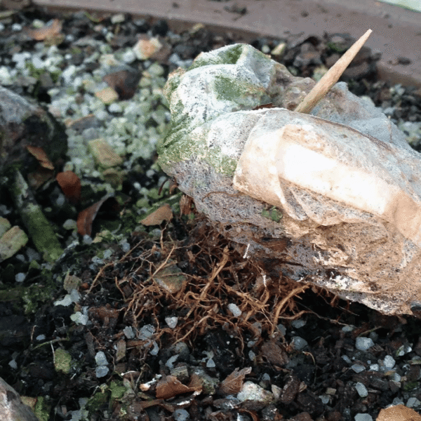 elm roots bonsaiboost