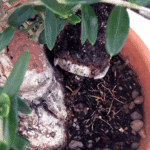 olive bonsai bonsaiboost fertilizer