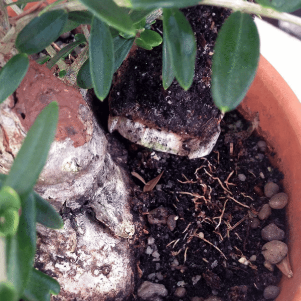olive bonsai bonsaiboost fertilizer