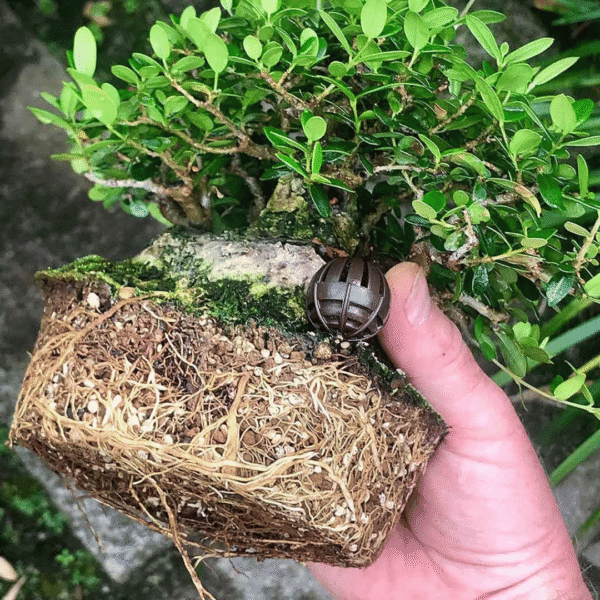 wild-olive-akadama-and-pumice