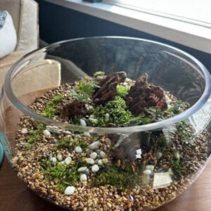 Large DIY terrarium bowl kit with soil, moss, stones, and plants.