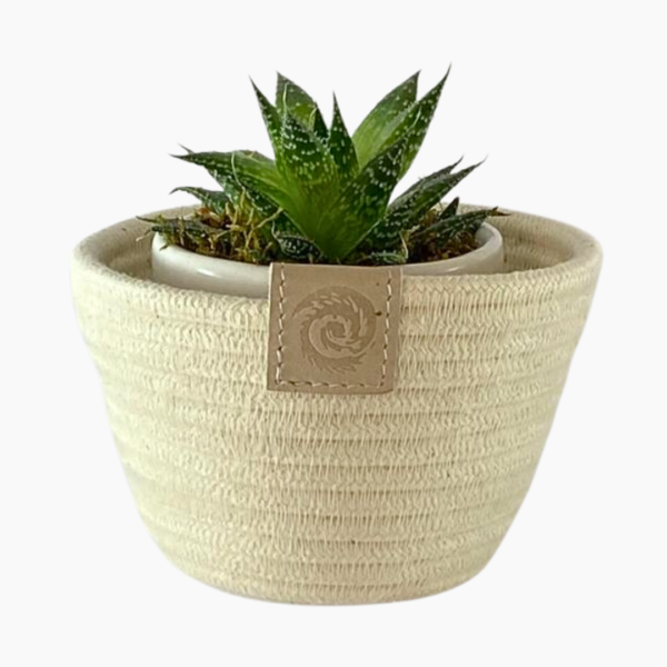 Succulent Rope Planter Handcrafted ivory cotton rope succulent planter measuring 12cm × 8cm.