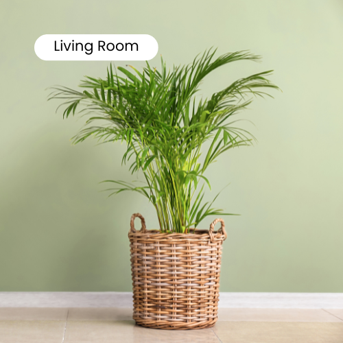 Living room plants – stylish indoor statement greenery