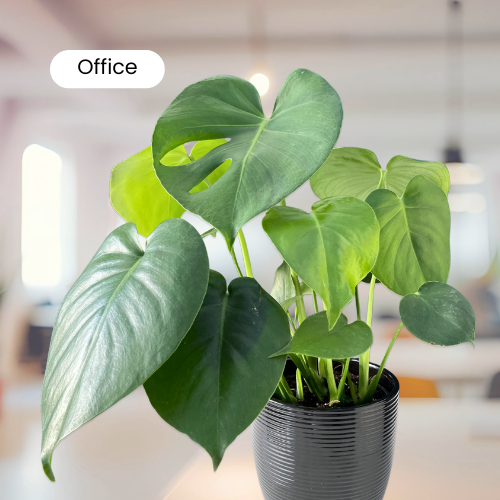 Office plants – perfect indoor greenery for workspace