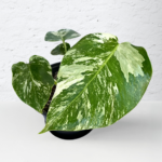 Monstera Albo Variegata Plant 9 | 4 leaves | Rare Variegated Swiss Cheese Plant | Indoor Houseplant