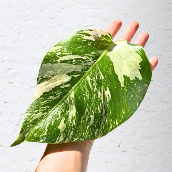 Monstera Albo Variegata Plant 9 | 4 leaves | Rare Variegated Swiss Cheese Plant | Indoor Houseplant - Image 2