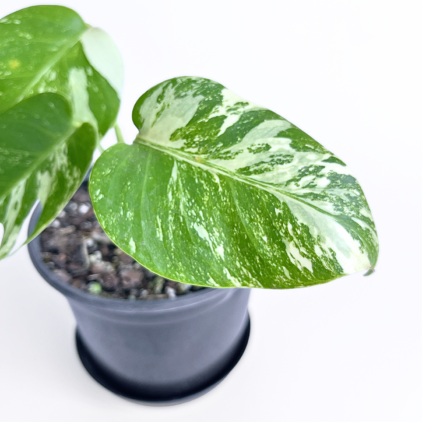 Monstera Albo Variegata Plant 11 | 4 leaves | Rare Variegated Swiss Cheese Plant | Indoor Houseplant - Image 5