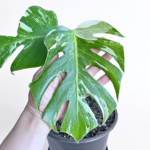 Variegated Monstera deliciosa Albo Variegata in a black nursery pot with marbled white and green leaves and natural fenestrations.