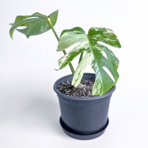 Variegated Monstera deliciosa Albo Variegata in a black nursery pot with marbled white and green leaves and natural fenestrations.