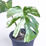 Variegated Monstera deliciosa Albo Variegata in a black nursery pot with marbled white and green leaves and natural fenestrations.
