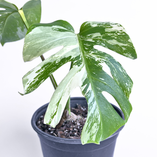 Variegated Monstera deliciosa Albo Variegata in a black nursery pot with marbled white and green leaves and natural fenestrations.
