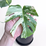 Variegated Monstera deliciosa Albo Variegata in a black nursery pot with marbled white and green leaves and natural fenestrations.
