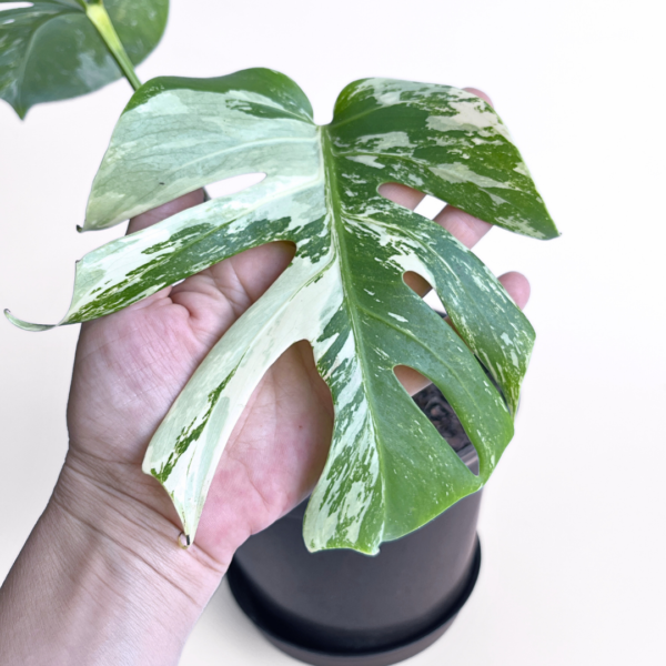 Variegated Monstera deliciosa Albo Variegata in a black nursery pot with marbled white and green leaves and natural fenestrations.