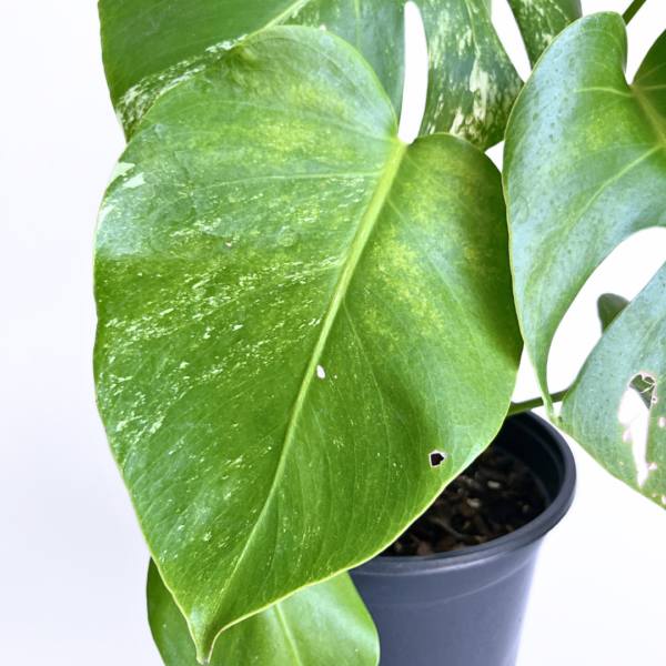 Monstera Albo Variegata Plant 12 | 7 leaves | Rare Variegated Swiss Cheese Plant | Indoor Houseplant - Image 4