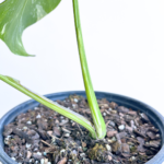 Variegated Monstera deliciosa Albo Variegata in a black nursery pot with marbled white and green leaves and natural fenestrations.